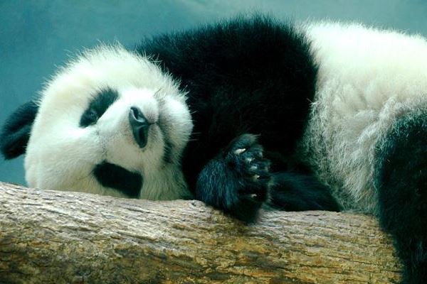 世界十大最可爱动物：加菲猫上榜 大熊猫最可爱