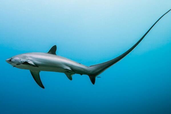 十种长相怪异的鲨鱼排行榜 长尾鲨上榜，第八被称为“海洋中的鳄鱼”