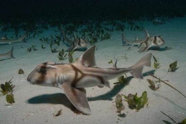 十种长相怪异的鲨鱼排行榜 长尾鲨上榜，第八被称为“海洋中的鳄鱼”