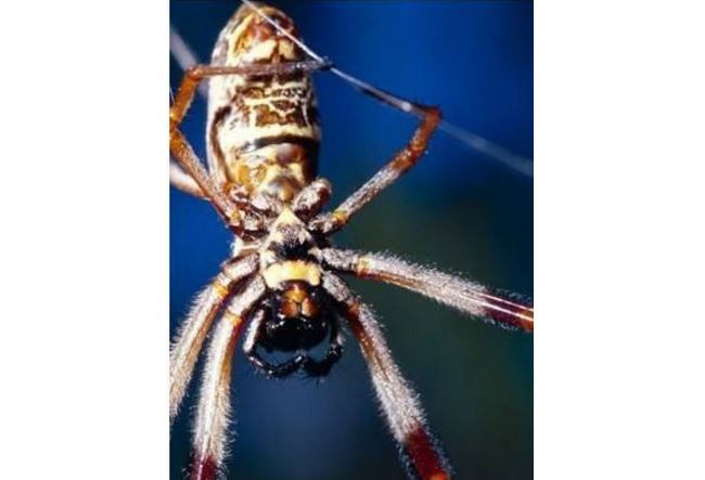 世界十大巨型蜘蛛 腿长就有30厘米，这些蜘蛛你见过吗