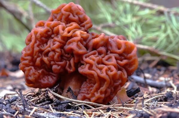 世界上最毒的十大蘑菇 鹿花菌上榜，第六我国很常见