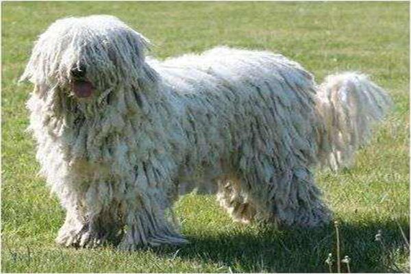 世界上十大最丑的狗 墨西哥无毛犬腿细短皮肤皱巴