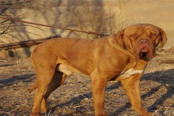 最凶悍的十大名犬：巴西非勒上榜，它是猛犬霸主