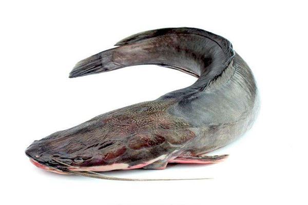 世界五大最脏的鱼 鲶鱼有着“垃圾鱼”的称号