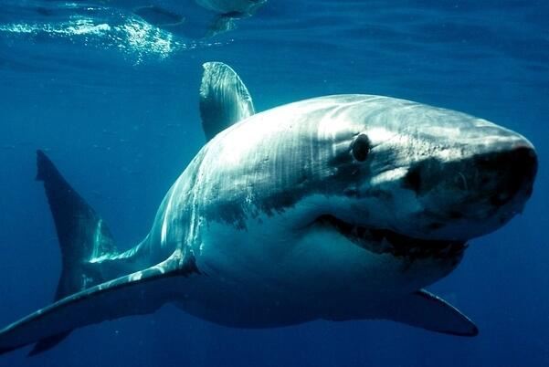 世界最凶猛鲨鱼排行前十，噬人鲨上榜，第四是世界上最大的鱼类