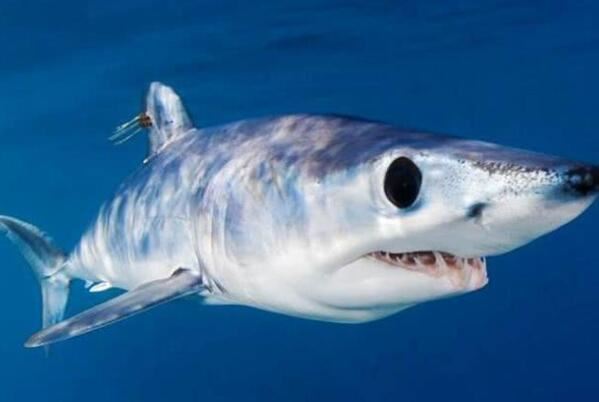 世界最凶猛鲨鱼排行前十，噬人鲨上榜，第四是世界上最大的鱼类