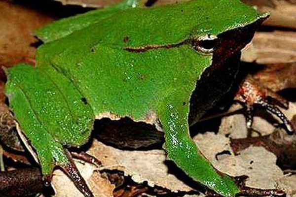 世界十大怪异青蛙:玻璃蛙上榜 第九名是世界十大最毒青蛙之一