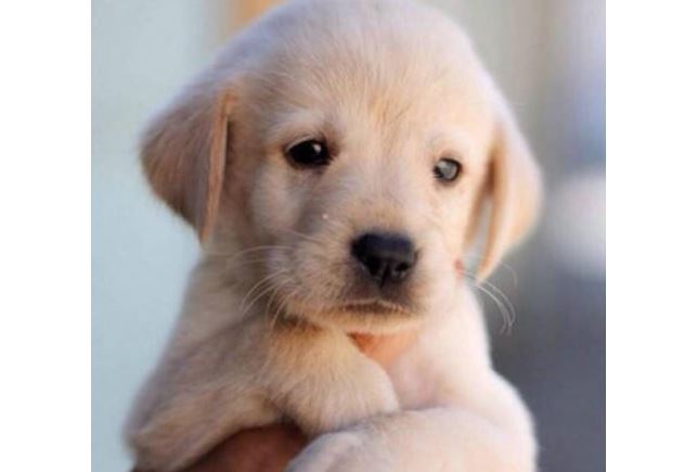 十大世界最可爱的狗排名 博美犬第一，萨摩耶上榜