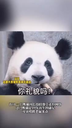 大熊猫长相潦草走红,熊猫：你们礼貌吗？