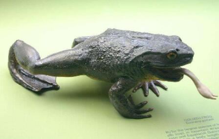 喀麦隆巨蛙的历史与命运 非洲巨型青蛙（图片）