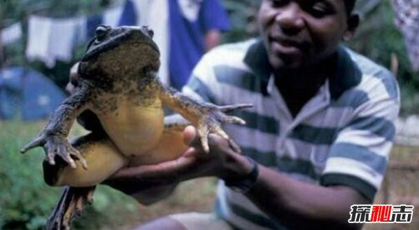 喀麦隆巨蛙的历史与命运 非洲巨型青蛙（图片）