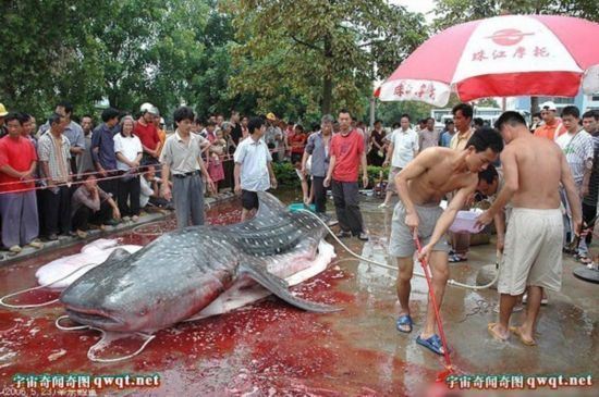 揭秘水库巨型吃人鲶鱼事件真相(图)