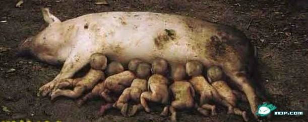 惊世骇俗：云南一母猪生下8个小孩（图）