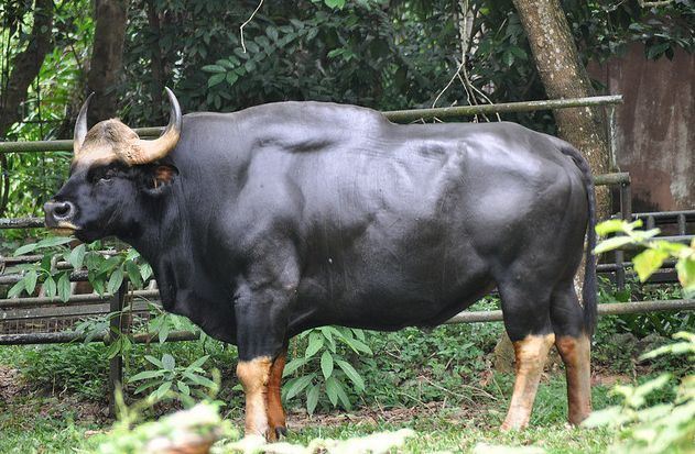 印度野牛