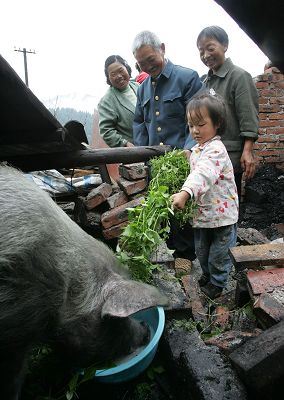 “朱坚强”再坚强也只是一头猪而已！