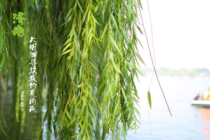 实拍：大明湖寻找我的夏雨荷