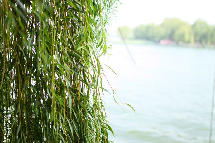 实拍：大明湖寻找我的夏雨荷