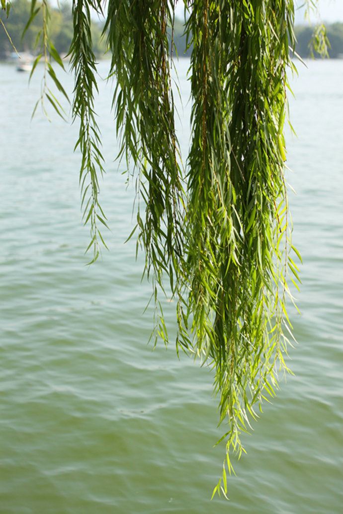 实拍：大明湖寻找我的夏雨荷