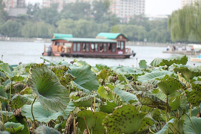 实拍：大明湖寻找我的夏雨荷