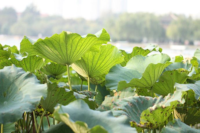 实拍：大明湖寻找我的夏雨荷