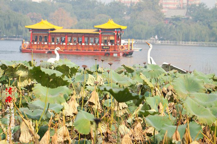 实拍：大明湖寻找我的夏雨荷