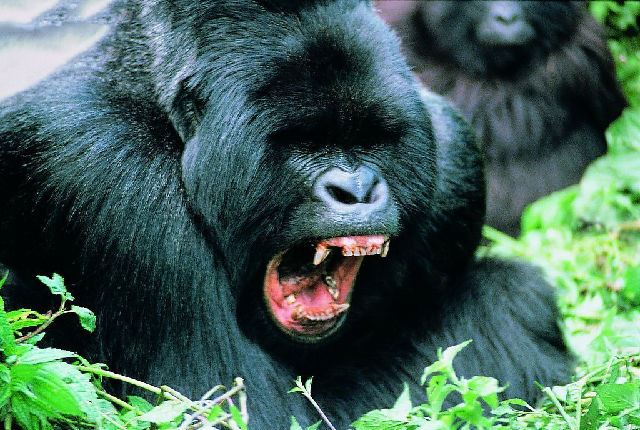 【艾滋病病源首次确认】喀麦隆猩猩惹的祸
