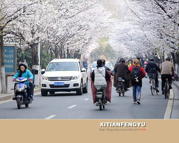 南京最美的樱花大道——鸡鸣寺路