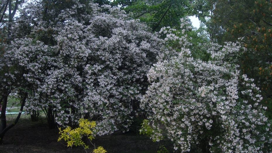 京西香山脚下之北京植物园