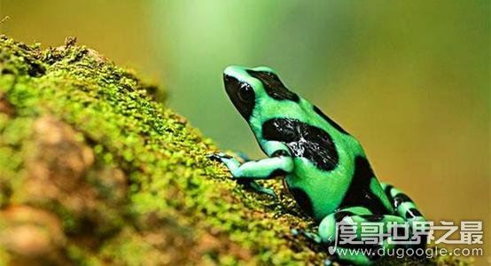 南美箭毒蛙的天敌是什么，能免疫蛙毒的蛇(专杀幼年箭毒蛙)