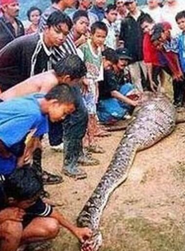 世界上最大的蛇吃人，印尼巨蟒吞人事件回顾(真实案例)