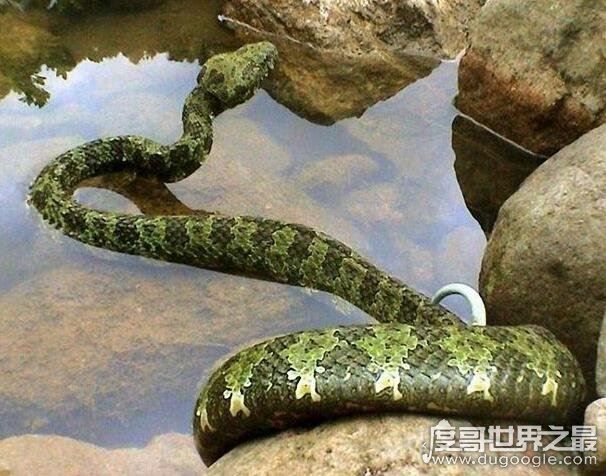 世界上最长毒蛇排名，最大一条眼镜王蛇长达6米重70斤