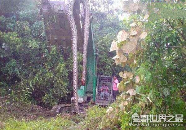 09年桂平挖蛇事件，施工队挖出重600斤/长16米巨蛇乃谣言