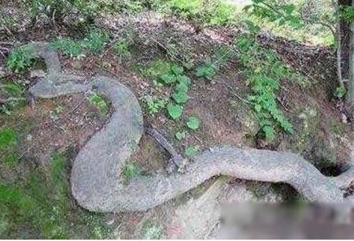 09年桂平挖蛇事件，施工队挖出重600斤/长16米巨蛇乃谣言