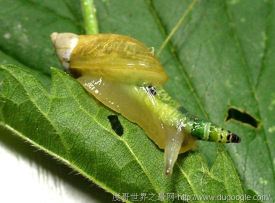 绿带彩蚴吸虫 Leucochloridium paradoxum,世界上最离奇的寄生虫盘点