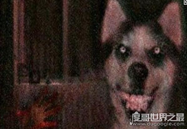 作死搜索smile.jpg(微笑狗)谷歌原图,结果吓尿了(胆小勿进)