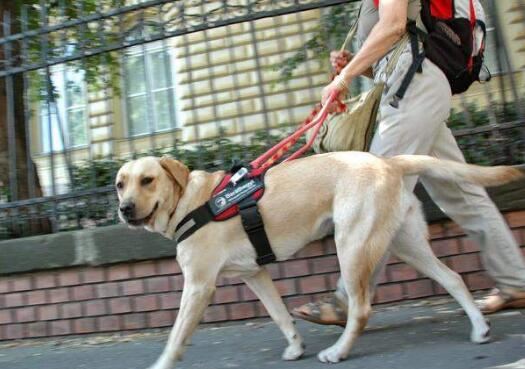 导盲犬毕业有多难，全国盲人1700万服役导盲犬不足200只
