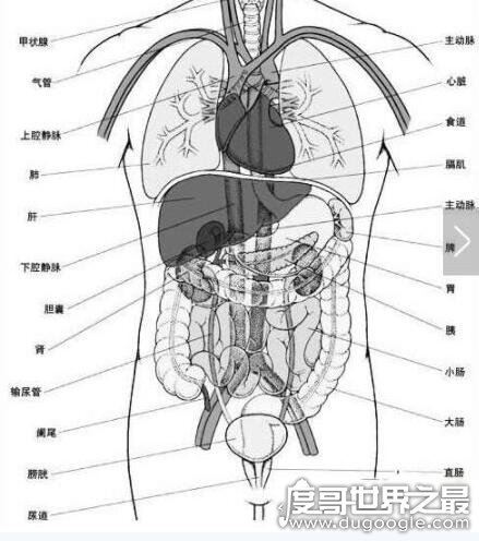 人体器官结构图五脏六腑肾的位置，11个部位功能和作用介绍