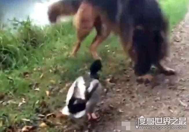 世界上最孤独鸭子被咬死了，遭5条狗围攻(全国为其哀悼)