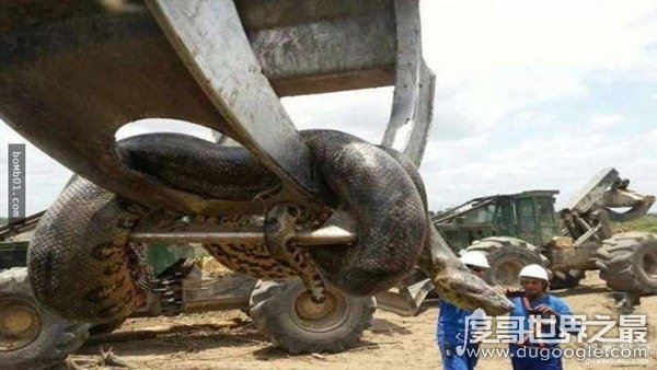 世界上最大的蛇,中国发现长达55米巨蛇(最大的蛇盘点)