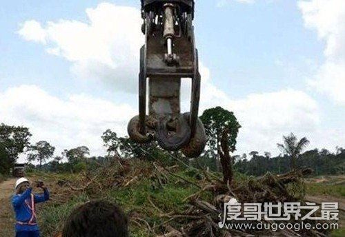 世界上最大的蛇,中国发现长达55米巨蛇(最大的蛇盘点)