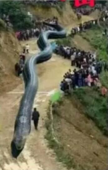 四川出现120米大蛇，19年宜宾地震震出120米巨蛇系谣言