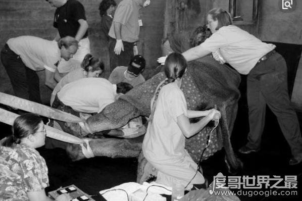 女性采精师亲自为男人撸管,取精场面相当火爆(附图)
