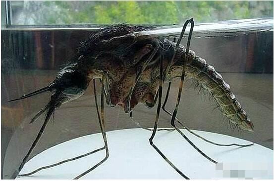 现存世界上最大的蚊子，华丽巨蚊长达35cm(不吸血)