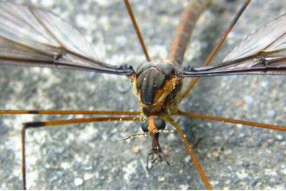 现存世界上最大的蚊子，华丽巨蚊长达35cm(不吸血)