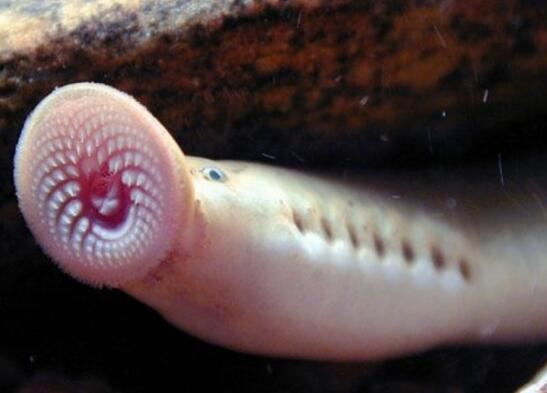 世界上最恶心的脊椎动物，七鳃鳗满是牙齿的嘴巴吸血
