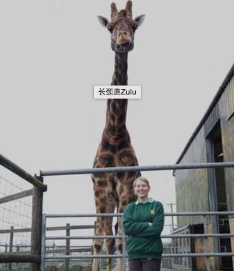 世界上最高的长颈鹿，个子太高带来好多困扰（单身鹿）