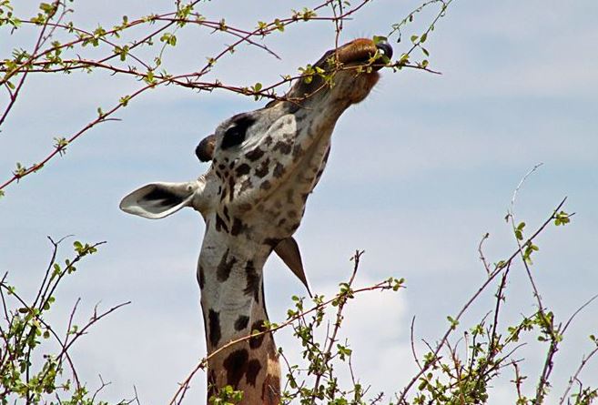 世界上最高的长颈鹿，个子太高带来好多困扰（单身鹿）