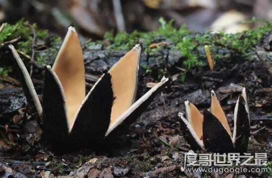 世界上最罕见的蘑菇，恶魔雪茄(绽放时喷出烟雾)