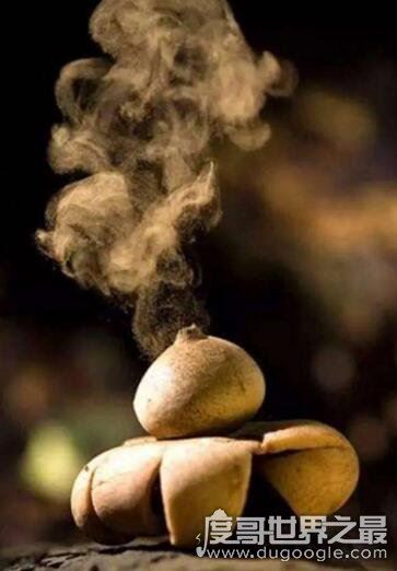 世界上最罕见的蘑菇，恶魔雪茄(绽放时喷出烟雾)
