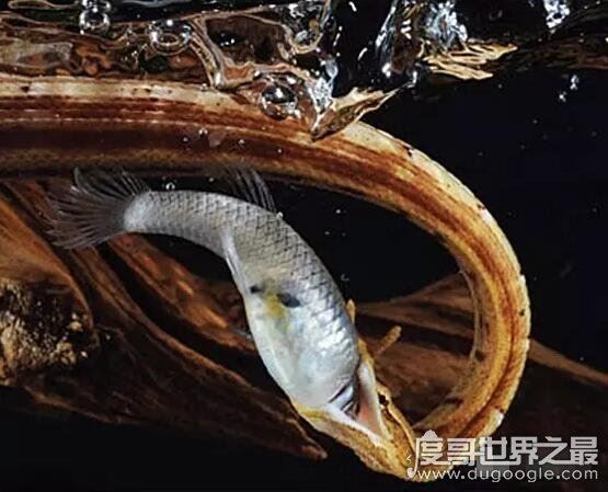 生物界的钓鱼大师，钓鱼蛇能让鱼往嘴里钻(钓鱼独门绝技)